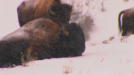 buffalo lie down in a driving snow in yellowstone national park