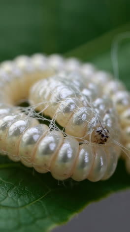 close-up of a silkmoth larva on a leaf