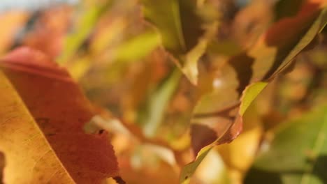 Macro-shot-of-autumn-leaves-swaying-in-the-strong-wind