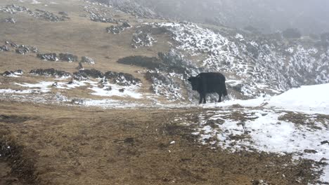 Un-Yak-O-Dzo-Caminando-En-Los-Pastos-De-Las-Tierras-Altas-En-Las-Montañas-Del-Himalaya