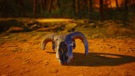 skull in desert landscape