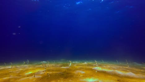 Many-garden-eels-emerging-from-the-sandy-soil-of-the-ocean-floor