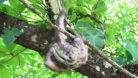 sloth hanging in tree, facing away from camera, scratches itchy back