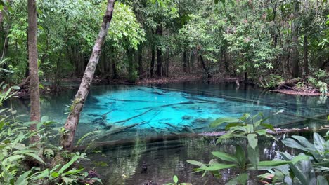 amazing natural blue pool in the tropical jungle of krabi, thailand