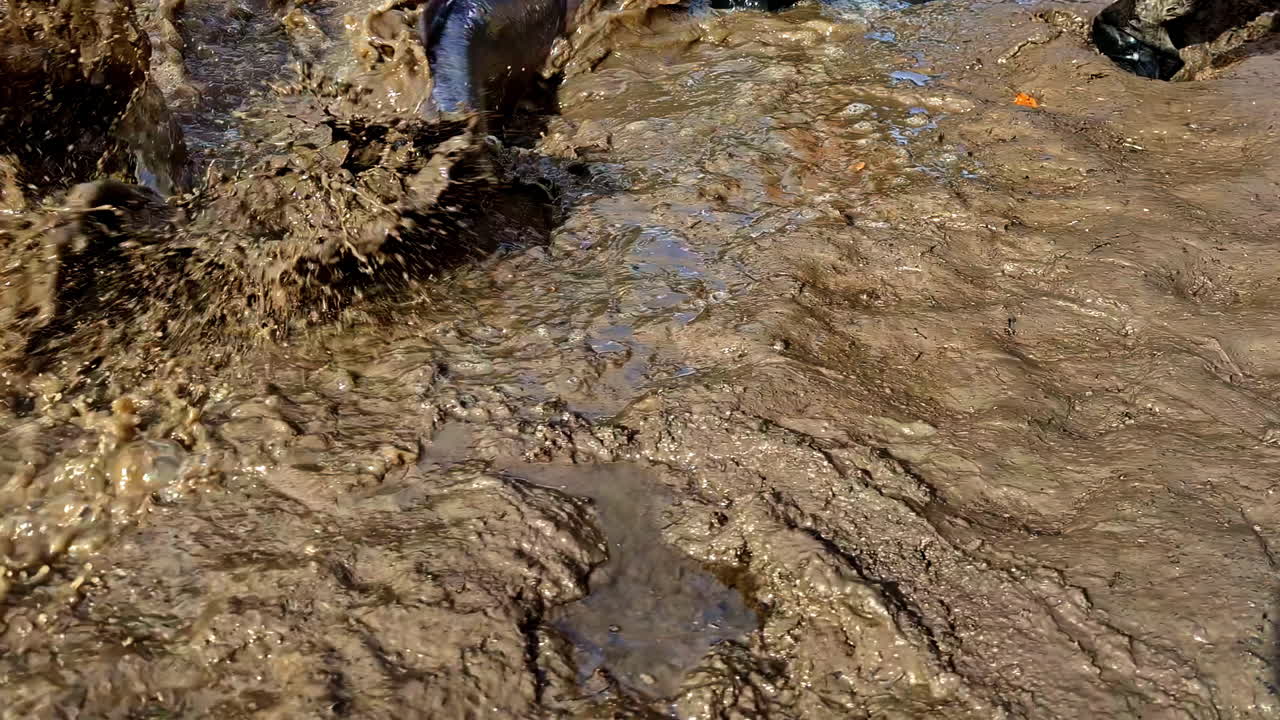 Catch and Release: Angler Returns a Large Fish to the Muddy Water