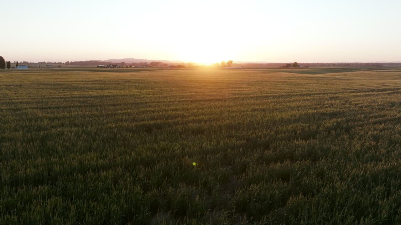 A low-flying drone view of golden wheat fields under the soft glow of the setting sun. Gentle hills and distant farms are barely visible through the haze, creating a dreamy, pastoral mood