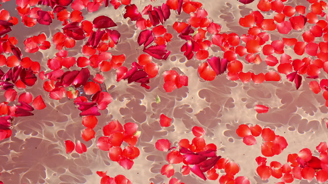 Luxurious bath, close up on rose petals floating on water in white bathtub