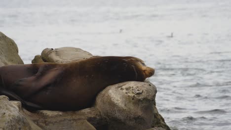 un león marino descansa pacíficamente en afloramientos rocosos junto al océano, tomando el sol en la tranquilidad del entorno costero