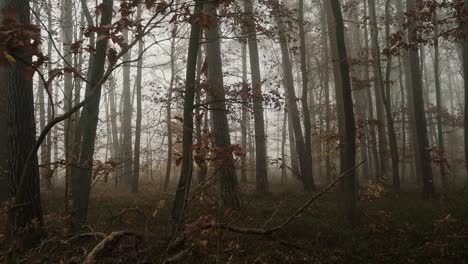 Bosque-De-Otoño-En-Un-Día-De-Niebla,-Tiro-Panorámico