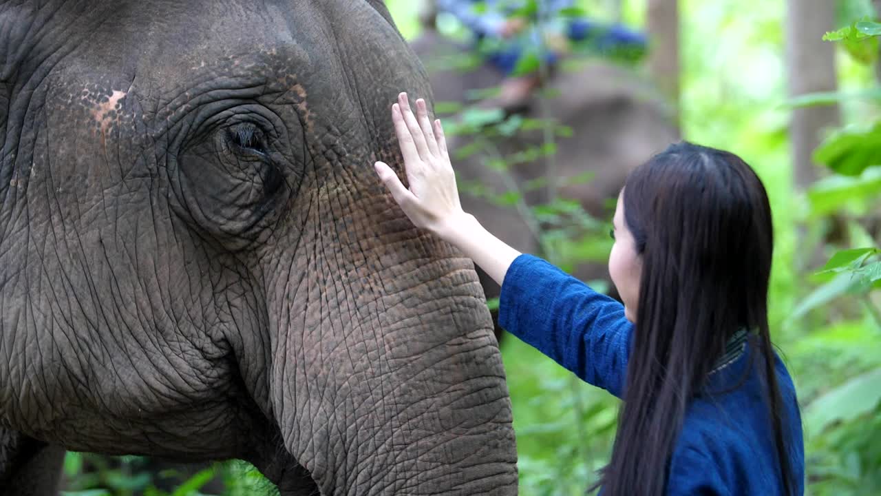 Woman touching an elephant's face in a sanctuary