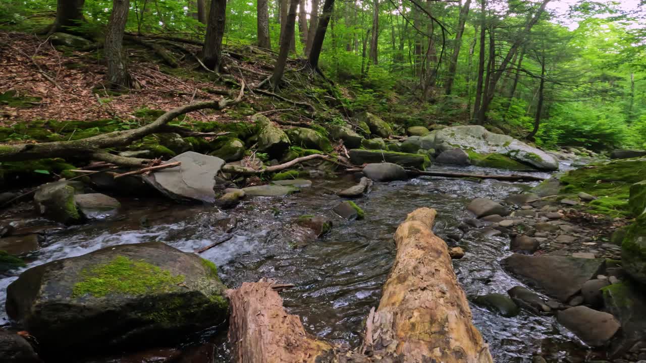 Smuk, skovklædt å i den tætte, frodige, grønne skov i Appalacherbjergene om sommeren