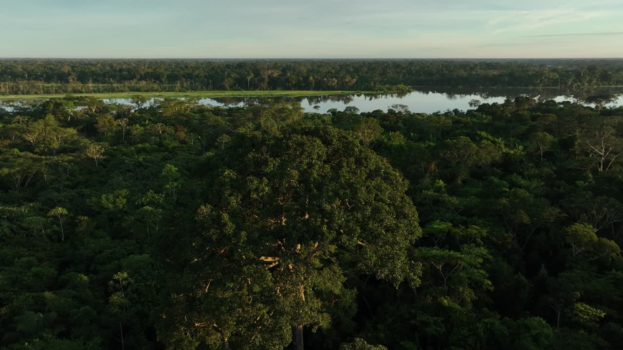강 호수 근처 아침에 선명한 안개 광선으로 아마존 열대 정글 열대우림에서 아름다운 일출의 공중 드론 플라이 뷰