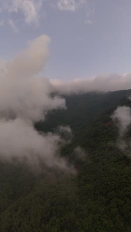 vista aérea vertical del bosque y las nubes