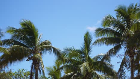 Cocoteros-Bailando-En-El-Viento-Con-Un-Cielo-Azul-Claro-En-El-Fondo,-Tiro-Ancho