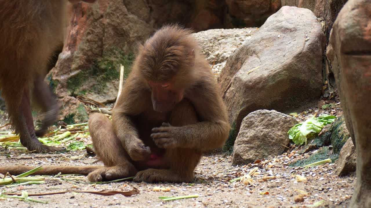 Un giovane babbuino amadriade (Papio hamadryas) siede a terra, raccogliendo e mangiando cibo, in una ripresa ravvicinata.