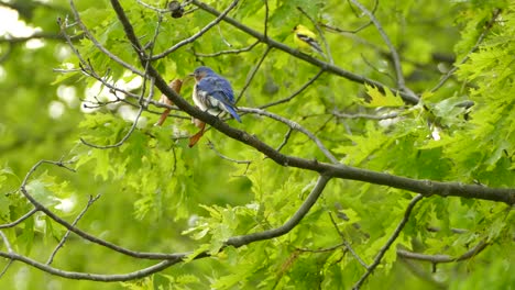 Two-colorful-birds-sitting-on-branches-in-the-forest