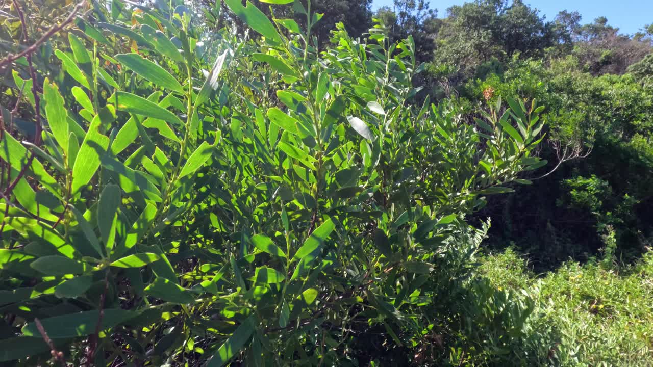 빛 이 비치는 숲 의 은 곳 에 있는 초록색 잎자루