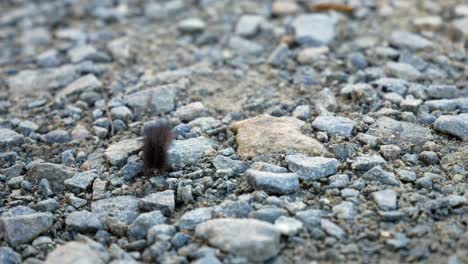 small fuzzy dark caterpillar crawling over tiny grey gravel stone pathway