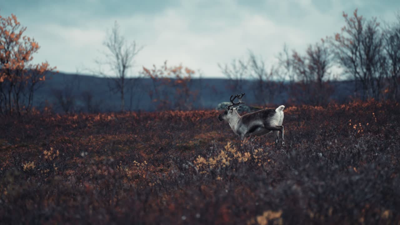 En ung rensdyrkalv suser gennem efterårstundraen