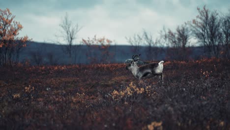 ein junges rentierkalb rast durch die herbstliche tundra