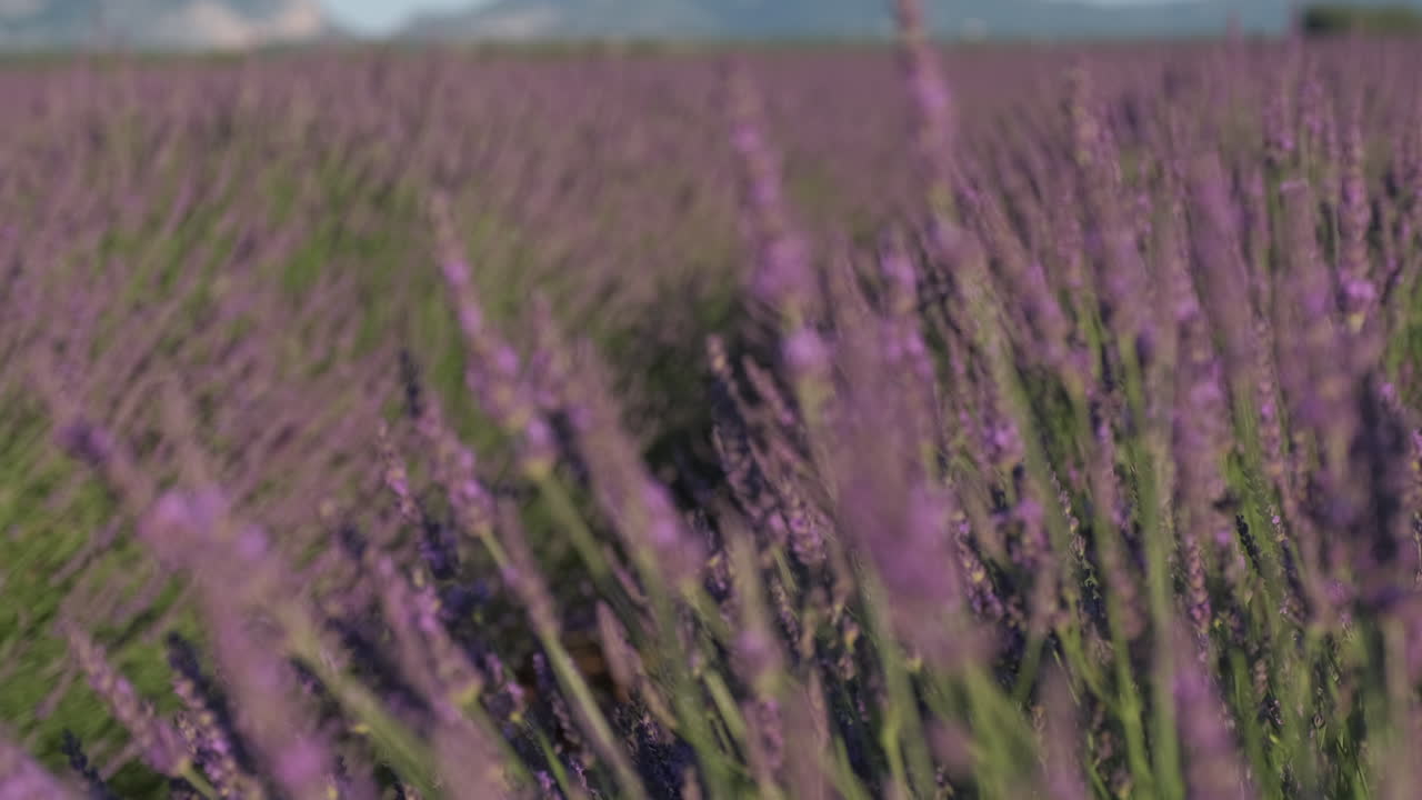 primer plano en el campo de lavanda flores de color púrpura en verano en valensole