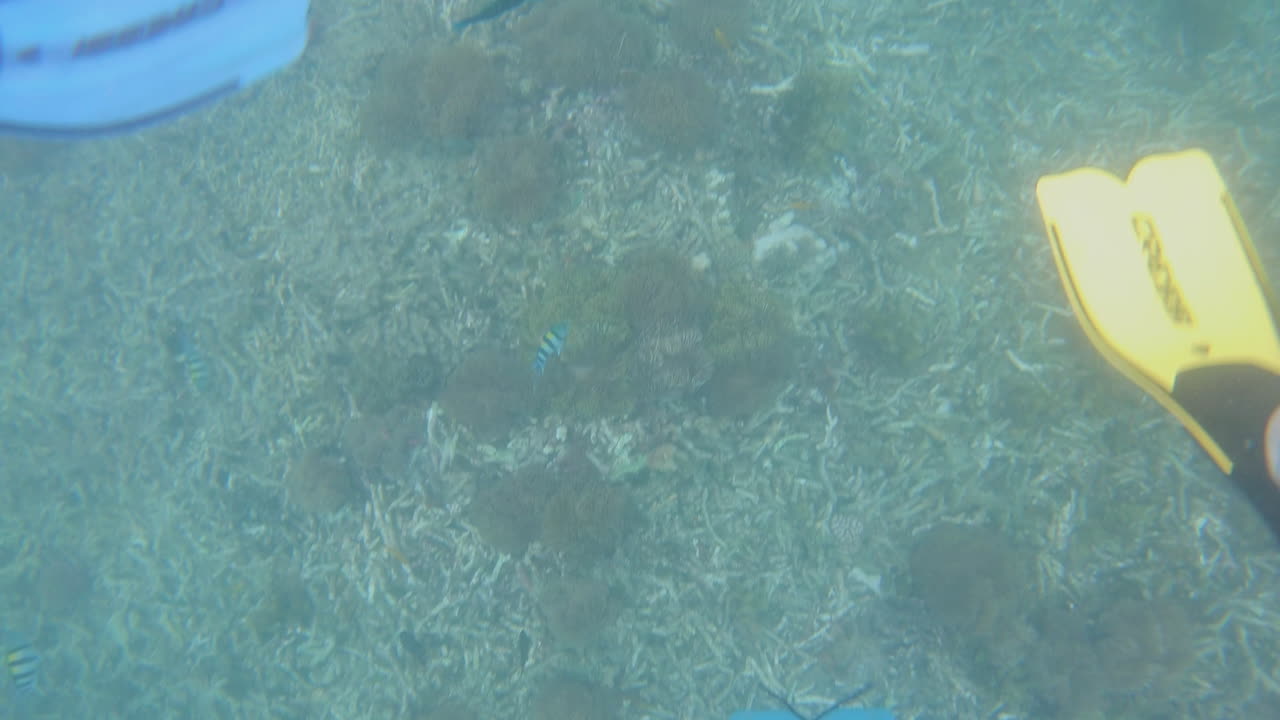 buzo nadando en el mar y alcanzando peces con la mano, punto de vista
