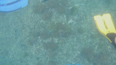 diver swimming in sea and reaching for fish with hand, point of view