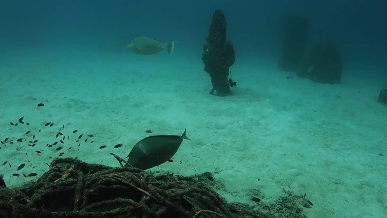 Orangespine Unicornfish Nibbles Foraging Algae on Underwater Structure