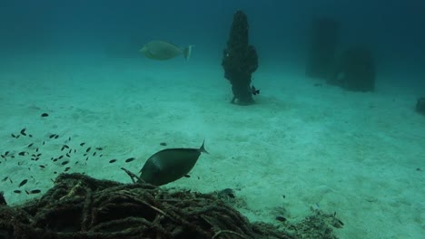orangespine unicornfish nibbles foraging algae on underwater structure