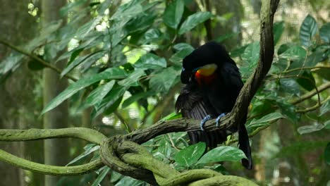 pájaro tucán en un entorno natural en singapur,