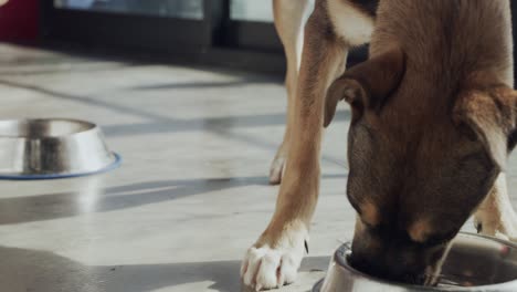 imágenes de video de 4k de dos perros adorables comiendo comida para mascotas de un cuenco de acero inoxidable en el refugio de animales