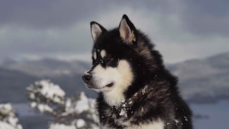 Close-Up-Of-Alaskan-Malamute-Sitting-On-Snowy-Landscape