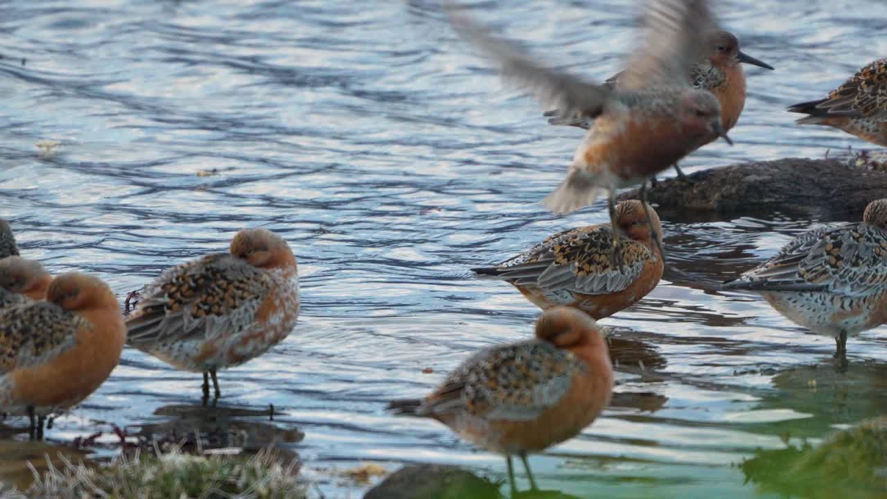 A colony of red knot, one flying away, high detail 4k
