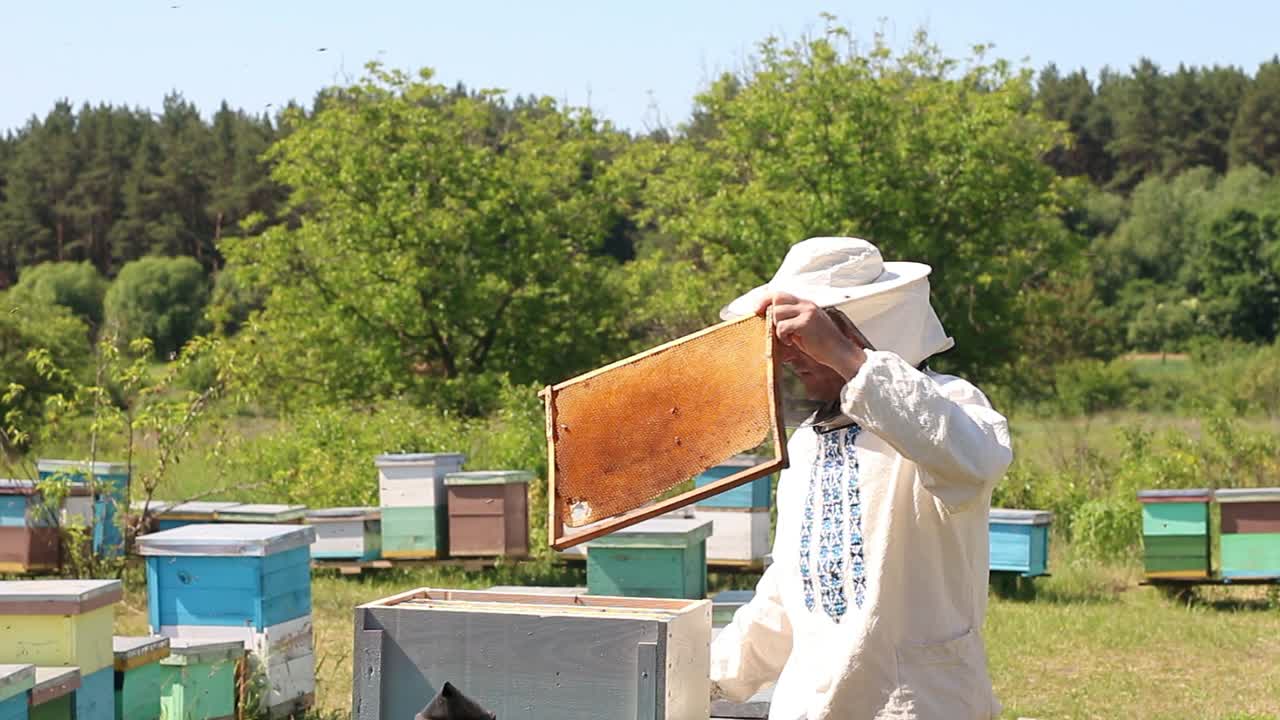 beekeeper works on an apiary, an open beehive. The bees collect honey. Frames of a bee hive. An apiary in the summer.