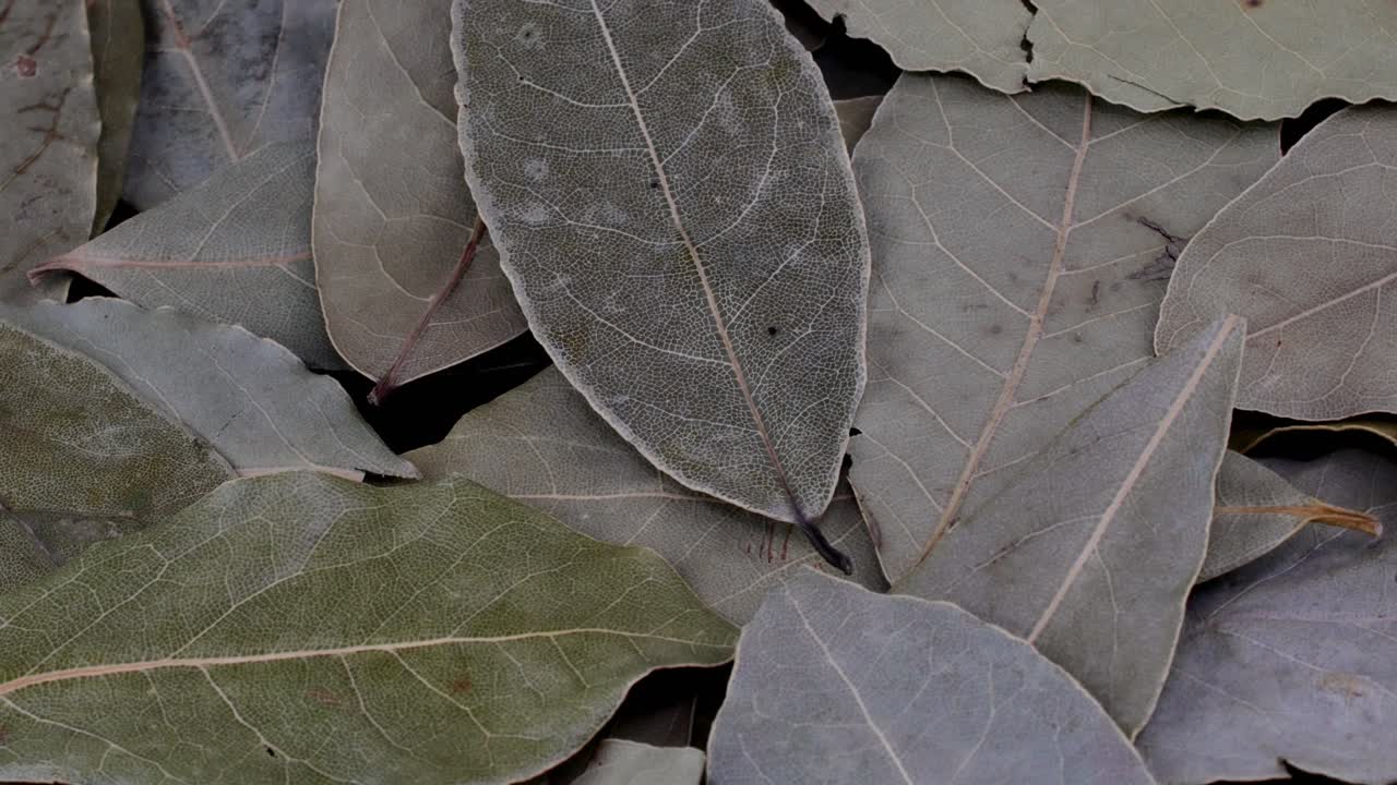 montón de fragancias secas de laurel de bahía hojas de especia para la preparación de alimentos rotación lentamente.