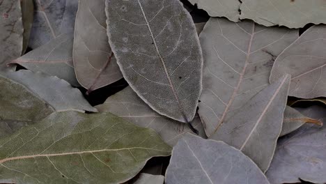 heap of fragrant dried bay laurel leaves spice for food preparation rotation slowly.