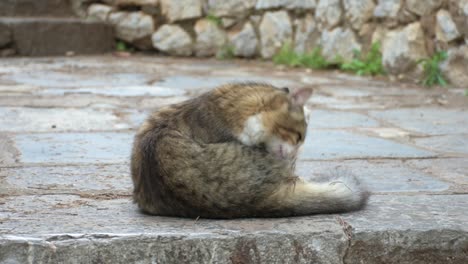 고양이 스스로 청소