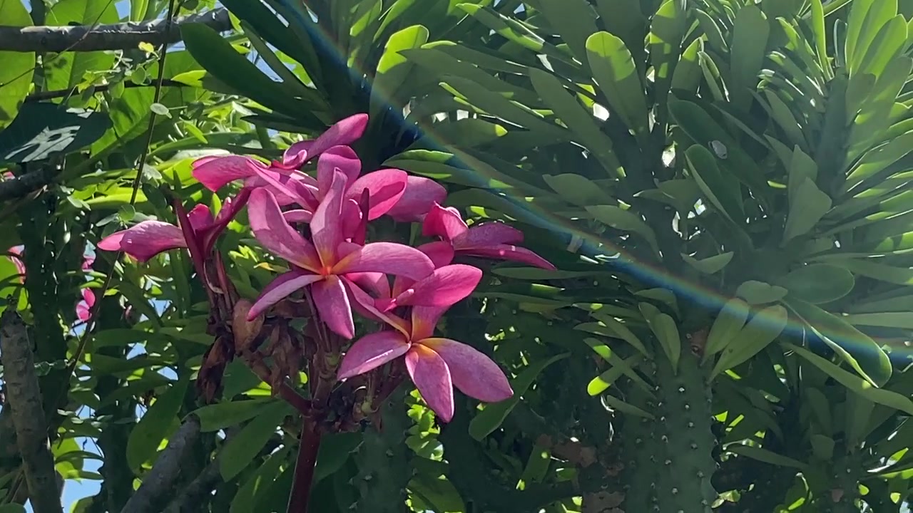 Fiori di Plumeria rosa che sbocciano in un giardino tropicale