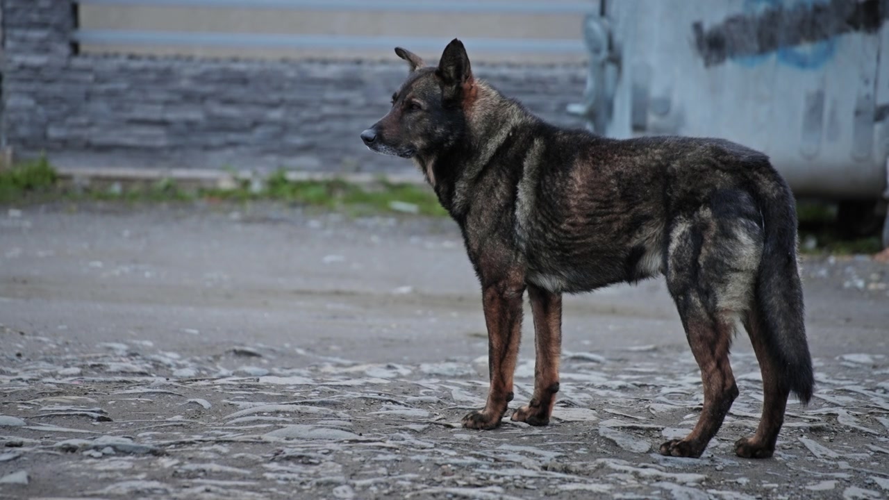 Brown street stray dog standing alone