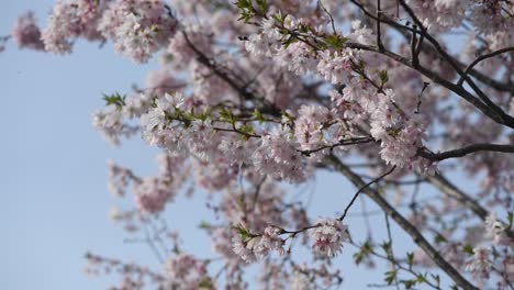 hermosas flores de cerezo en primavera