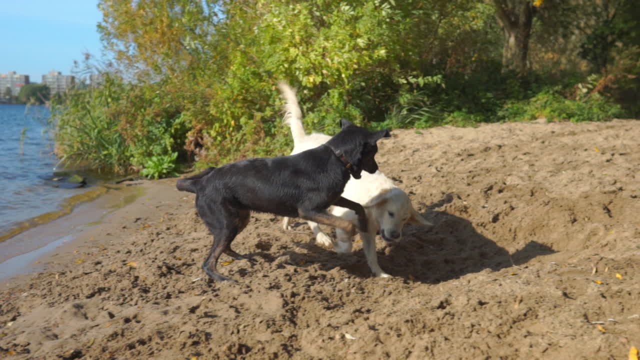 perros jugando cerca del agua
