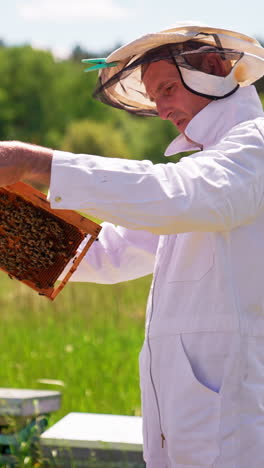 adult beekeeper looks attentively at the frame in his hands and comments what he sees. man in white outfit takes care of his bee farm. nature background. vertical video