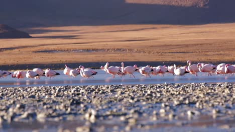 Kolonie-Von-Andenflamingos-Natürlicher-Lebensraum-In-Südamerikanischen-Feuchtgebieten,-Wildreservat-In-Der-Altiplano-salzebene,-Einheimische-Tiere