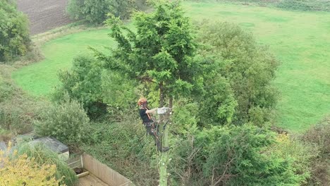 tree surgeon trimming conifer tree