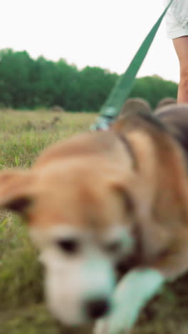 vista inferior del cuerpo de personas de pie en la hierba mientras el dueño del perro impide que el perro enérgico persiga una burbuja, atmósfera lúdica en un entorno rural con balas de heno, vegetación y cálida iluminación al aire libre