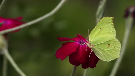 feeding lemon butterfly digging in on a vibrant red rose flower wobbling in the wind and from the weight of the insect with twigs and dark out of focus natural green in the background