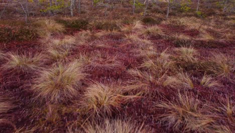 Eine-Symphonie-Der-Farben:-Luftaufnahmen-Vom-Herbst-In-Einem-Europäischen-Wald