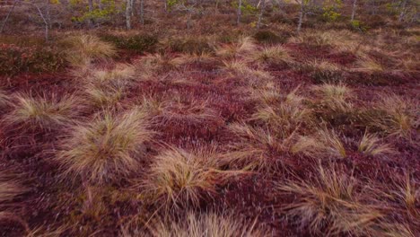 una sinfonía de colores: tomas aéreas de otoño en un bosque europeo