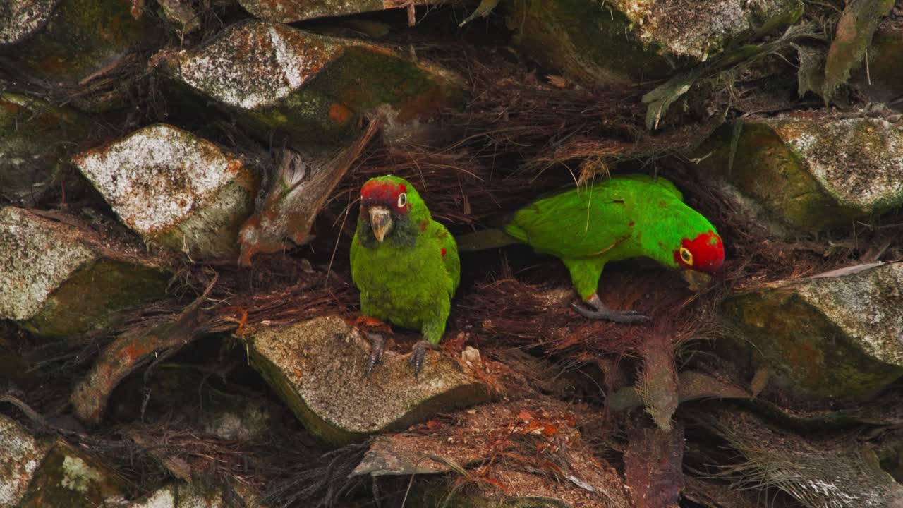 Two red-headed parrots perched in palm tree bark in Miraflores, Lima, Peru