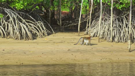 monkey or macaque walks amongst the mangroves by the sea on bintan island, riau islands, indonesia